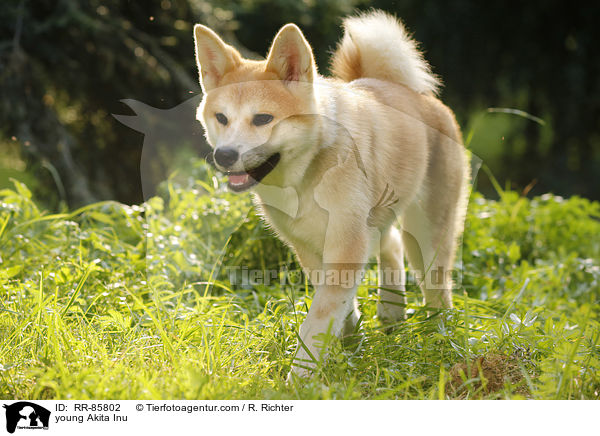 junger Akita Inu / young Akita Inu / RR-85802