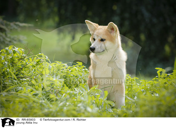 junger Akita Inu / young Akita Inu / RR-85803