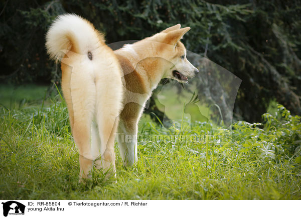 junger Akita Inu / young Akita Inu / RR-85804