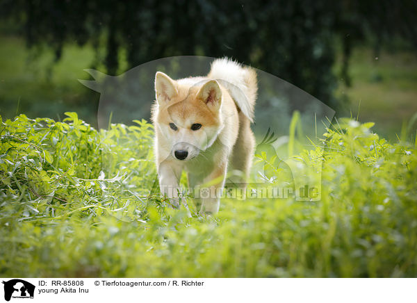 junger Akita Inu / young Akita Inu / RR-85808