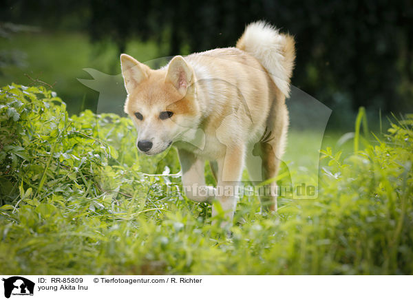 junger Akita Inu / young Akita Inu / RR-85809