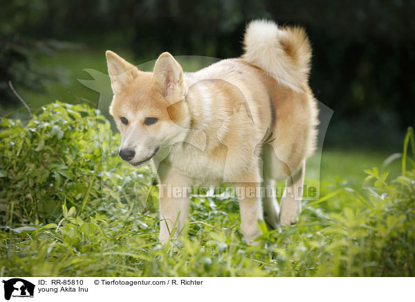 junger Akita Inu / young Akita Inu / RR-85810