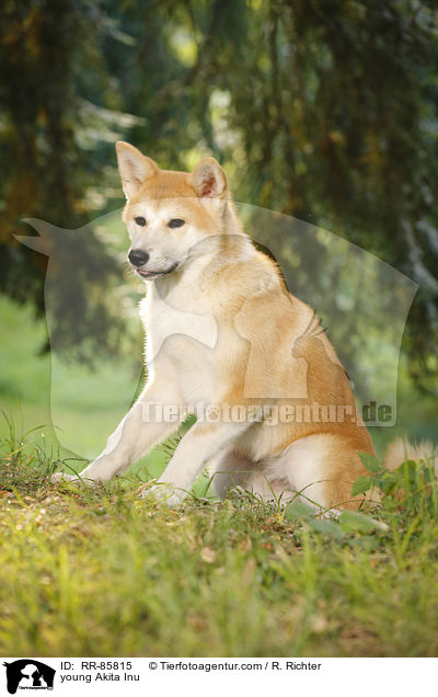 junger Akita Inu / young Akita Inu / RR-85815