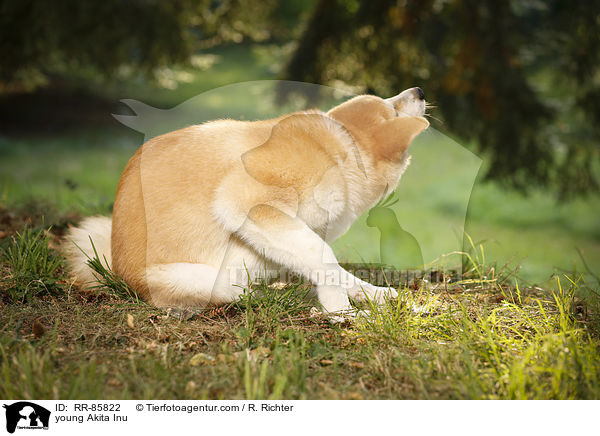 junger Akita Inu / young Akita Inu / RR-85822