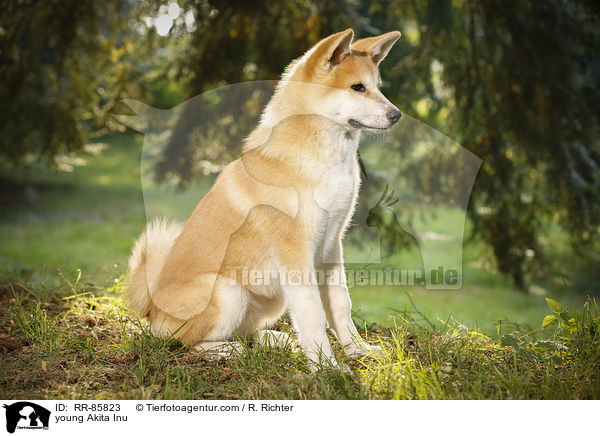 junger Akita Inu / young Akita Inu / RR-85823