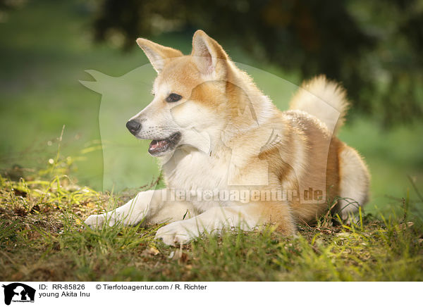 junger Akita Inu / young Akita Inu / RR-85826