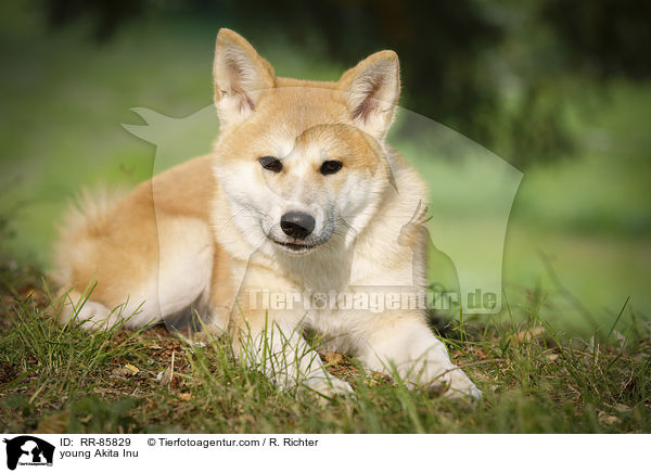 junger Akita Inu / young Akita Inu / RR-85829