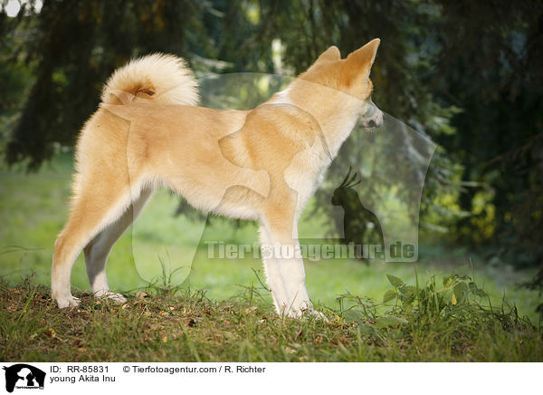 junger Akita Inu / young Akita Inu / RR-85831