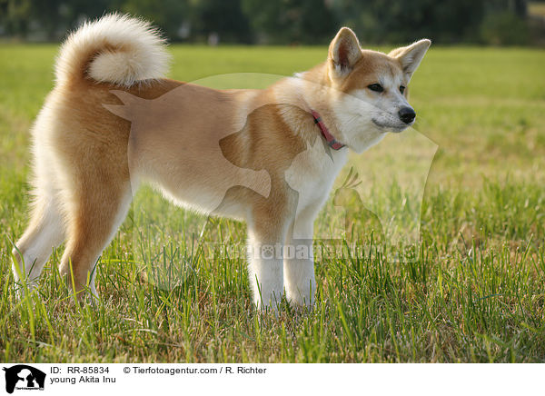 junger Akita Inu / young Akita Inu / RR-85834