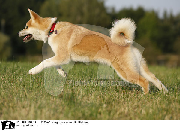 junger Akita Inu / young Akita Inu / RR-85848