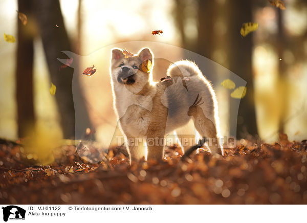 Akita Inu Welpe / Akita Inu puppy / VJ-01122