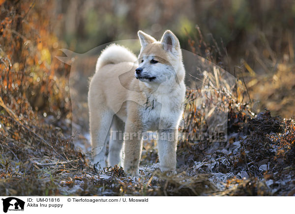 Akita Inu Welpe / Akita Inu puppy / UM-01816