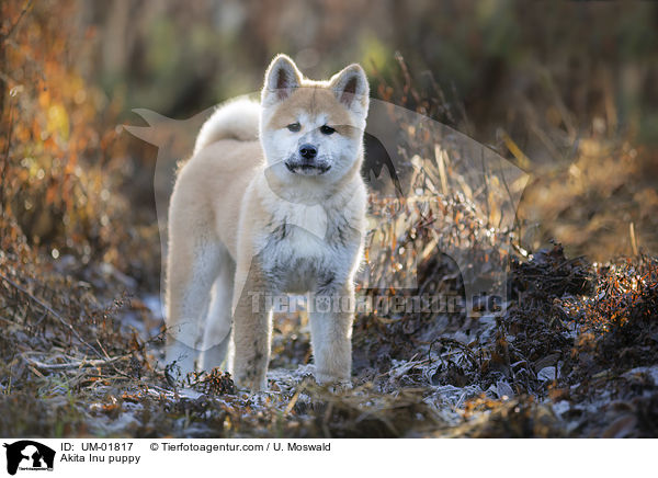 Akita Inu Welpe / Akita Inu puppy / UM-01817