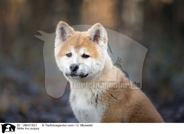 Akita Inu Welpe / Akita Inu puppy / UM-01821