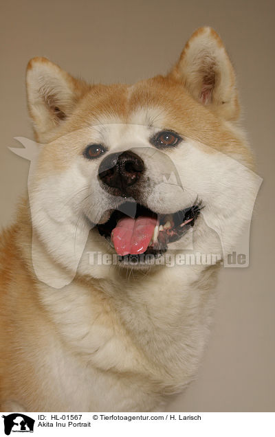 Akita Inu Portrait / Akita Inu Portrait / HL-01567