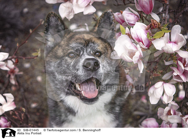 Akita Inu Portrait / Akita Inu Portrait / SIB-01445