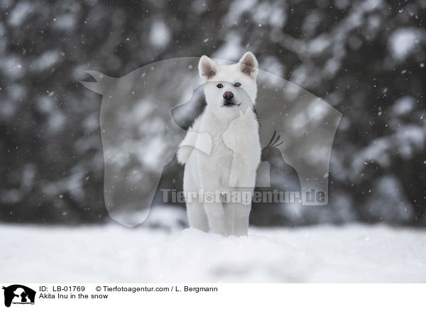 Akita Inu im Schnee / Akita Inu in the snow / LB-01769