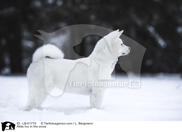 Akita Inu im Schnee / Akita Inu in the snow / LB-01770