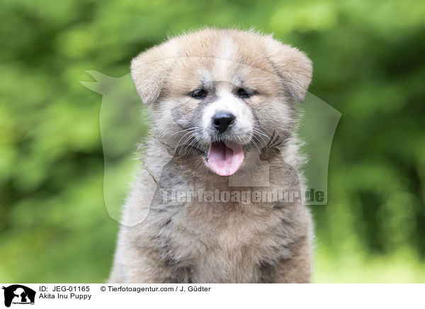 Akita Inu Welpe / Akita Inu Puppy / JEG-01165