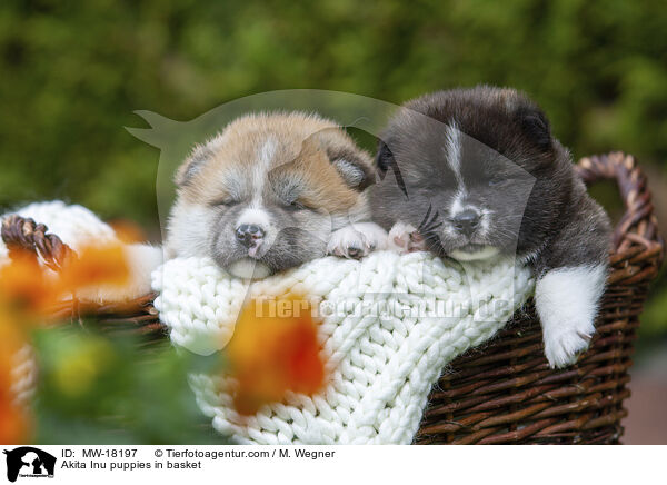 Akita Inu Welpen im Krbchen / Akita Inu puppies in basket / MW-18197