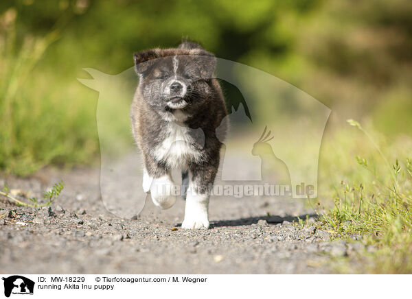 rennender Akita Inu Welpe / running Akita Inu puppy / MW-18229