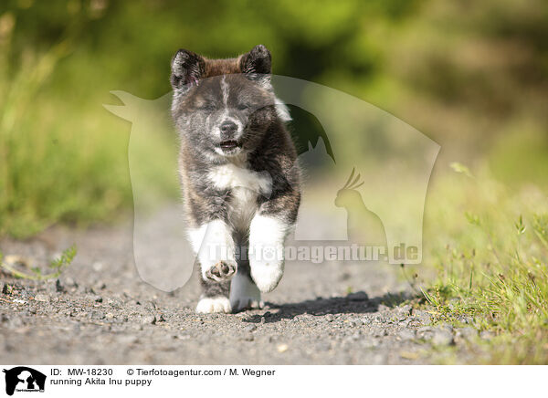 rennender Akita Inu Welpe / running Akita Inu puppy / MW-18230