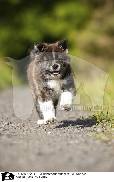 rennender Akita Inu Welpe / running Akita Inu puppy / MW-18234