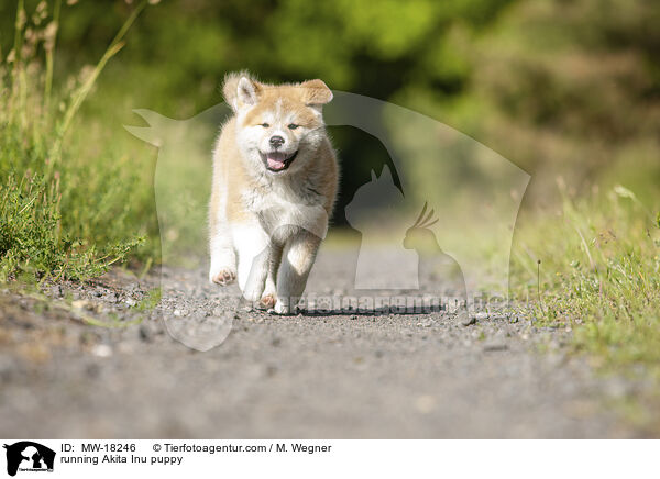 rennender Akita Inu Welpe / running Akita Inu puppy / MW-18246