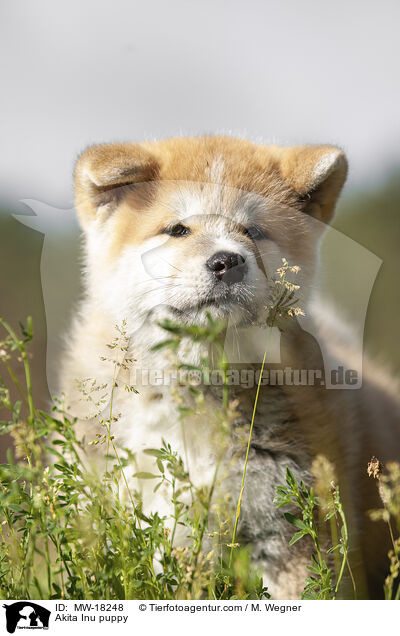 Akita Inu Welpe / Akita Inu puppy / MW-18248