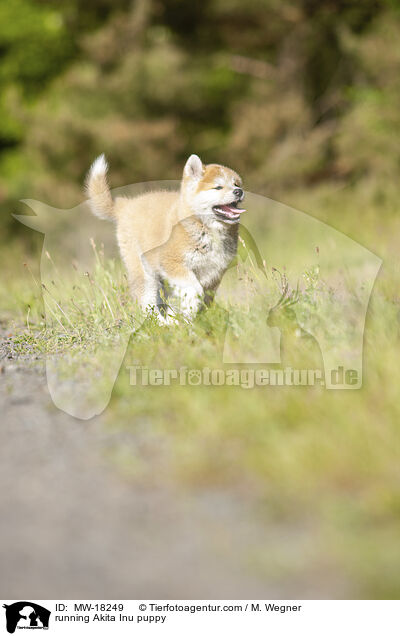 rennender Akita Inu Welpe / running Akita Inu puppy / MW-18249