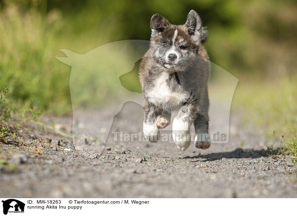 rennender Akita Inu Welpe / running Akita Inu puppy / MW-18263