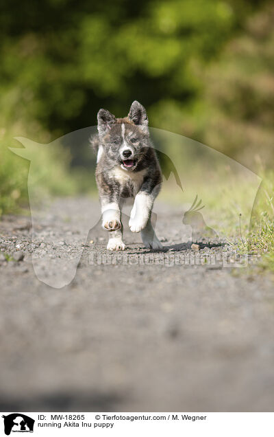 rennender Akita Inu Welpe / running Akita Inu puppy / MW-18265