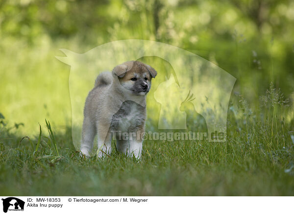 Akita Inu Welpe / Akita Inu puppy / MW-18353