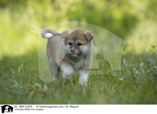 rennender Akita Inu Welpe / running Akita Inu puppy / MW-18355