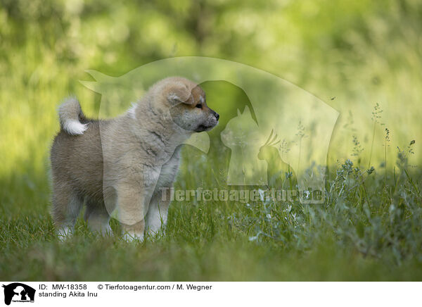 stehender Akita Inu / standing Akita Inu / MW-18358