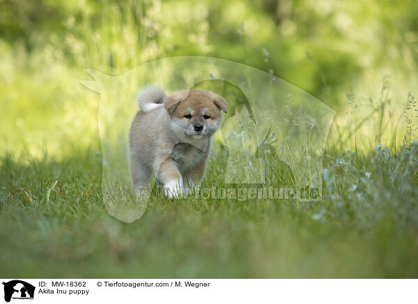 Akita Inu Welpe / Akita Inu puppy / MW-18362