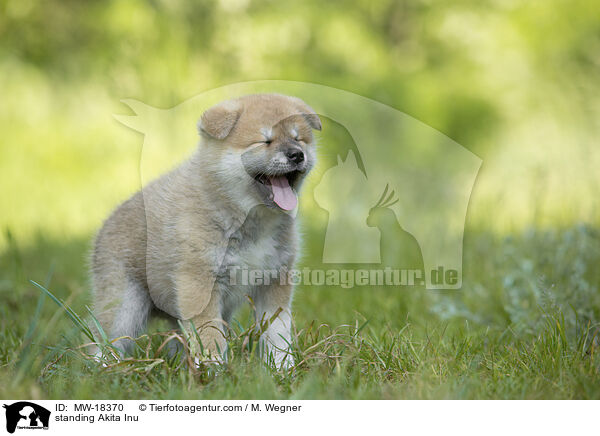 stehender Akita Inu / standing Akita Inu / MW-18370