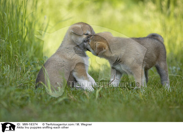 Akita Inu Welpen beschnuppern sich / Akita Inu puppies sniffing each other / MW-18374