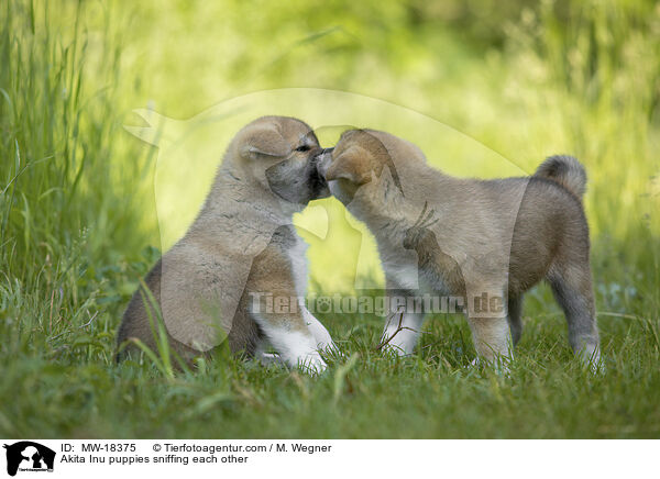 Akita Inu Welpen beschnuppern sich / Akita Inu puppies sniffing each other / MW-18375