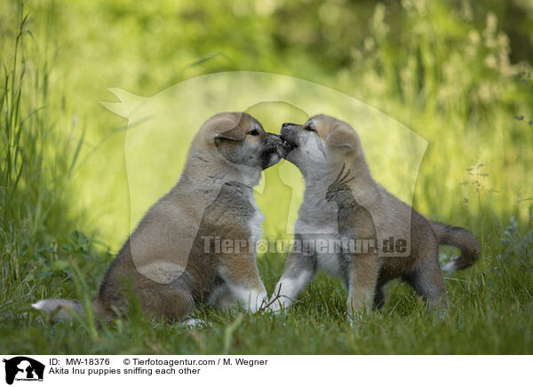 Akita Inu Welpen beschnuppern sich / Akita Inu puppies sniffing each other / MW-18376