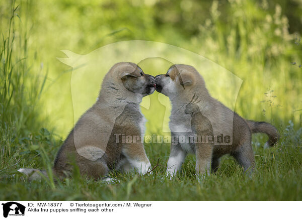 Akita Inu Welpen beschnuppern sich / Akita Inu puppies sniffing each other / MW-18377