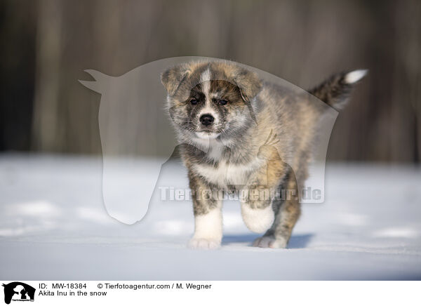 Akita Inu im Schnee / Akita Inu in the snow / MW-18384