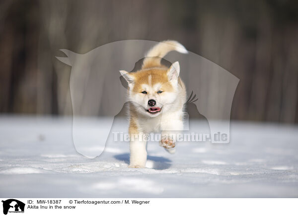 Akita Inu im Schnee / Akita Inu in the snow / MW-18387