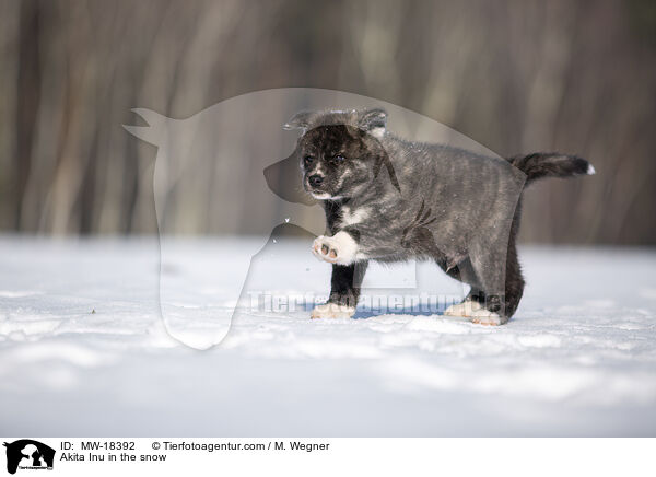 Akita Inu im Schnee / Akita Inu in the snow / MW-18392