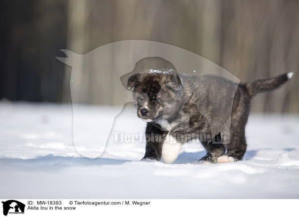 Akita Inu im Schnee / Akita Inu in the snow / MW-18393