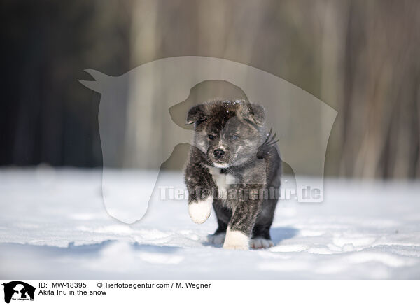 Akita Inu im Schnee / Akita Inu in the snow / MW-18395