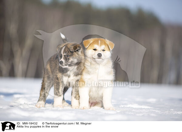 Akita Inu Welpen im Schnee / Akita Inu puppies in the snow / MW-18432