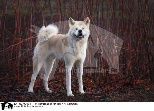 Akita Inu Rde im Herbst / male Akita Inu in autumn / NC-02501