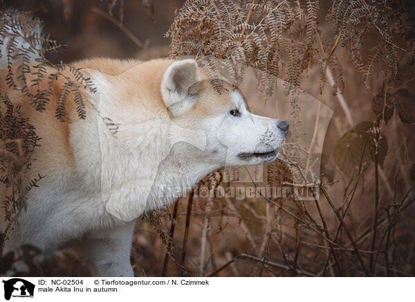 Akita Inu Rde im Herbst / male Akita Inu in autumn / NC-02504