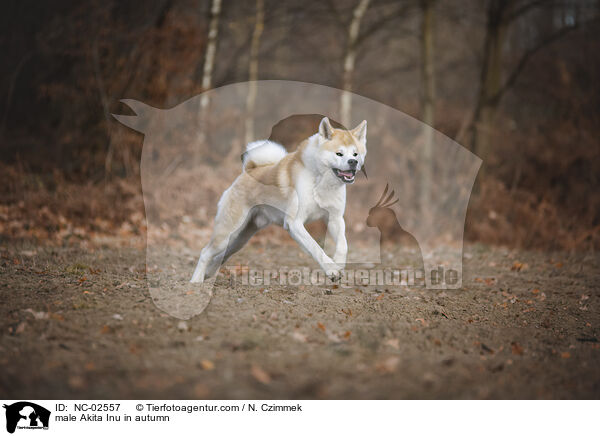 Akita Inu Rde im Herbst / male Akita Inu in autumn / NC-02557